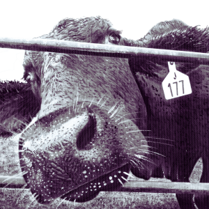 The Nosey Local- The Greeting Card