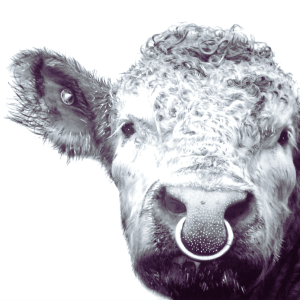 The Bull McCabe-The Greeting Card