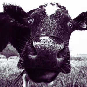 Peek a Moo-The Greeting Card