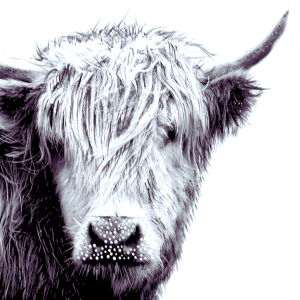 Hamish McCoo-The Greeting Card