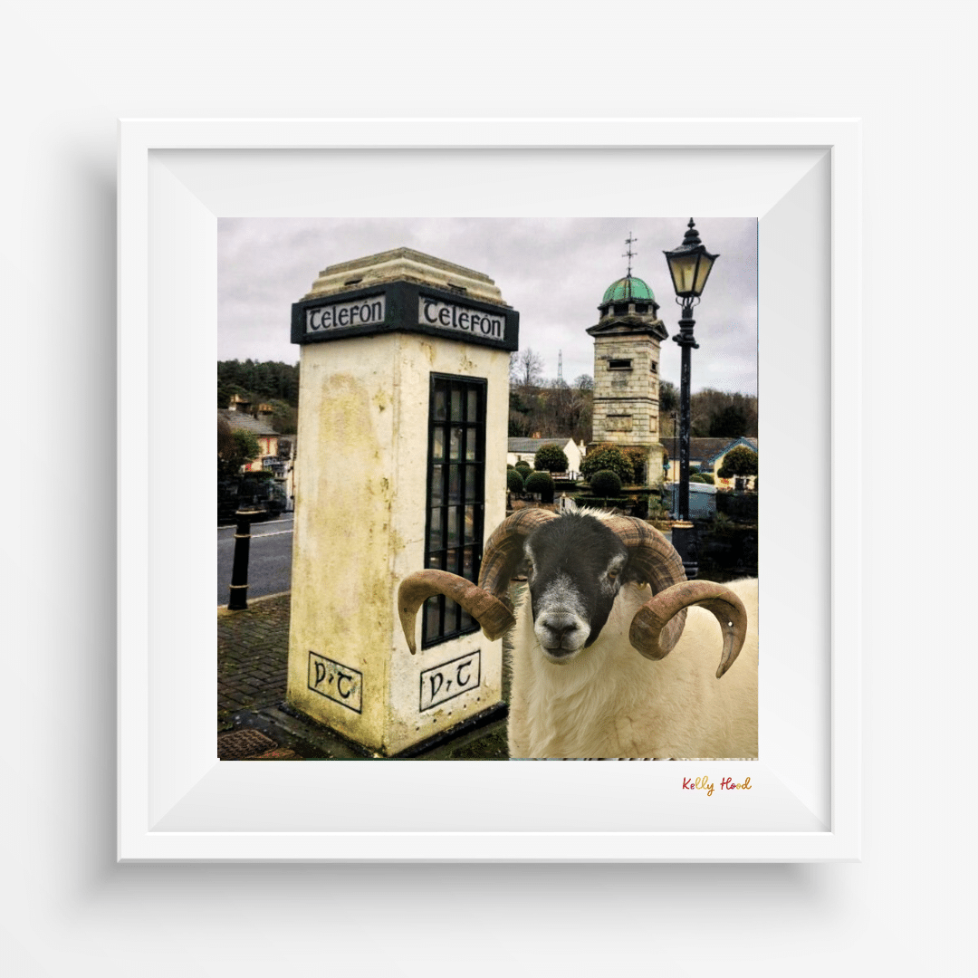 EWESELFIE@ENNISKERRY-Co.WICKLOW