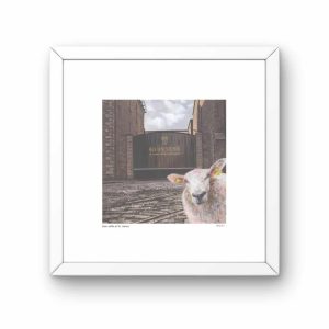 Limited Edition Print THE BORN Mucky COLLECTION – Ewe Selfie at St. James Gate