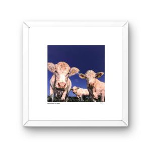 FRAMED Limited Edition Print THE BORN MUCKY COLLECTION –Full fat, low fat & semi-skimmed