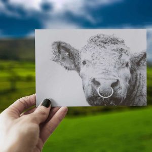 The Bull McCabe - The Greeting Card