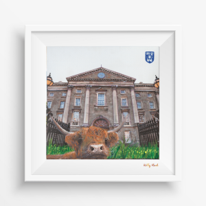 MOOSELFIE@TCD- CO. DUBLIN