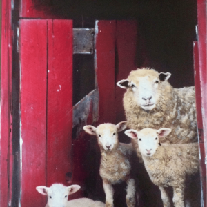 Peek a Ewe-The Greeting Card